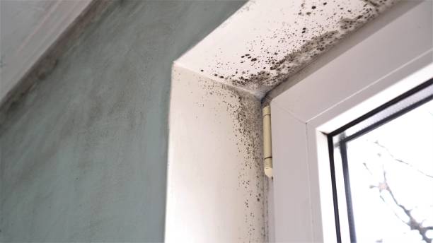 Best Crawl Space Mold Removal  in Sloan, IA